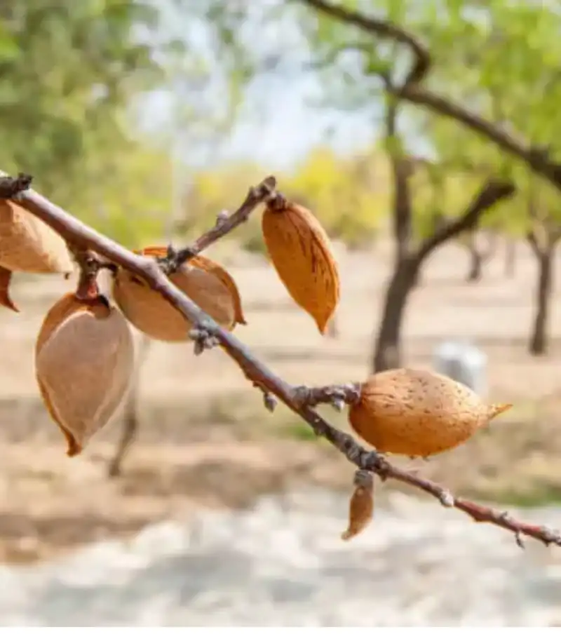 Cosecha De Almedras 1